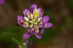 Curtiss' milkwort